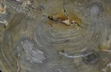 Araucaria (Rare Type) Petrified Wood Slab - Long H Ranch #34058-1